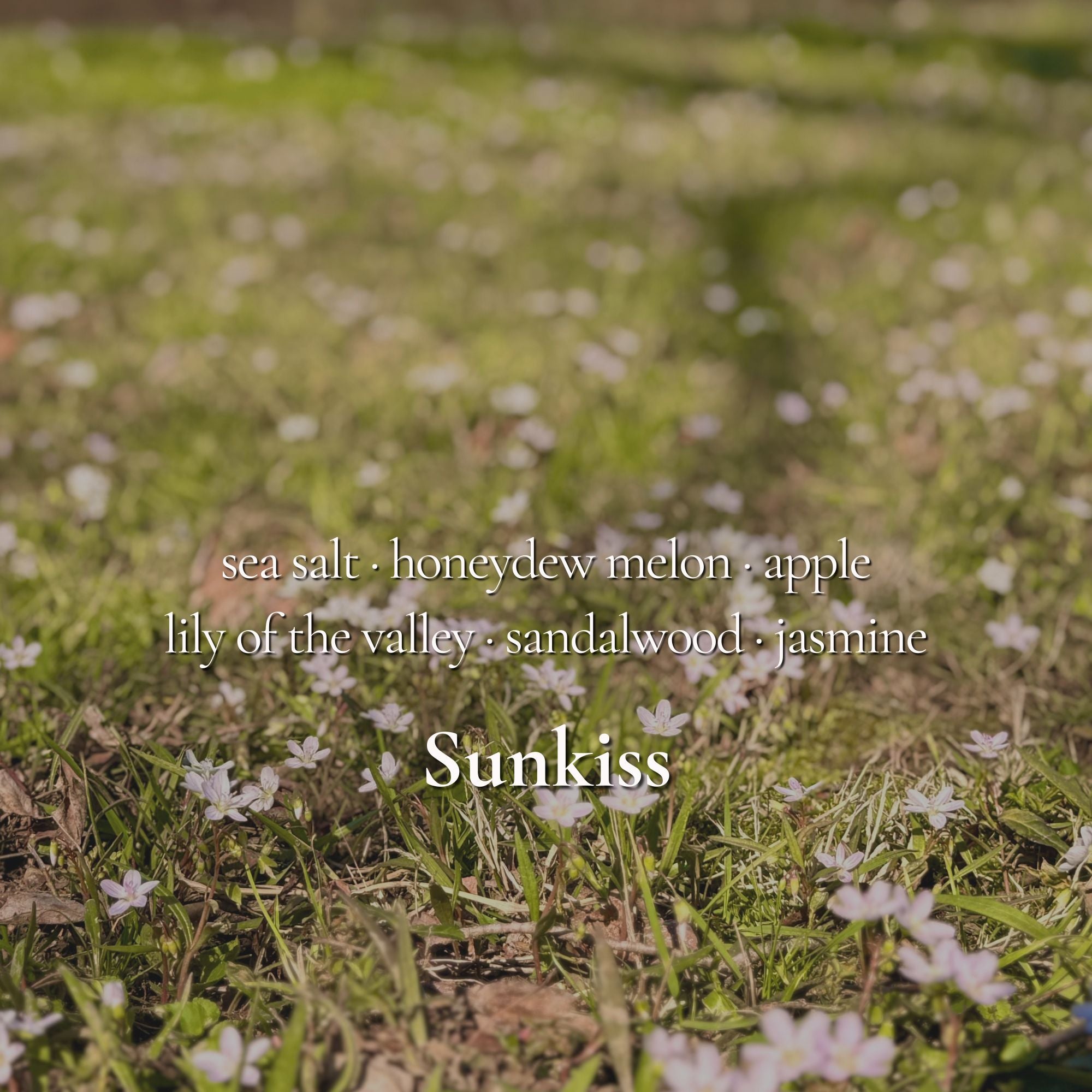 Sunkiss Wax Melt