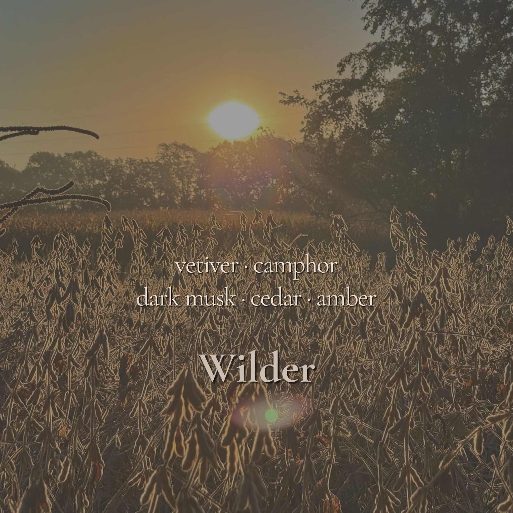 Wilder Wax Melt