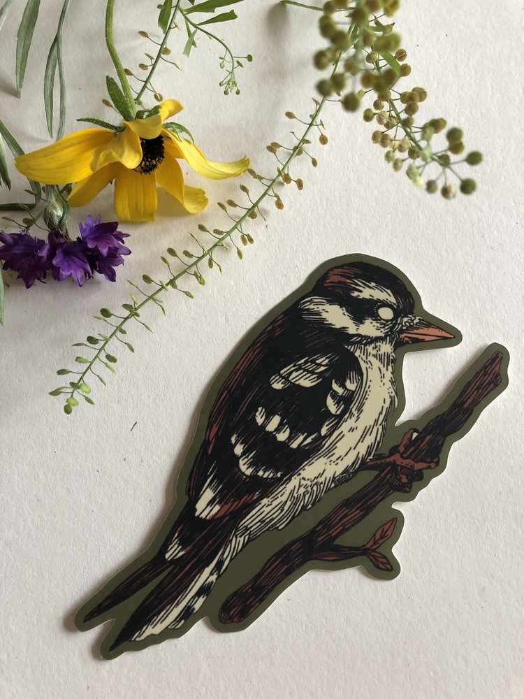 Downy Woodpecker Sticker